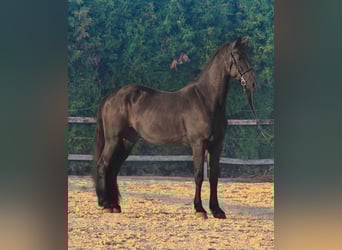Fries paard Mix, Ruin, 4 Jaar, 165 cm, Zwart
