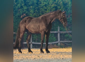 Fries paard Mix, Ruin, 4 Jaar, 165 cm, Zwart