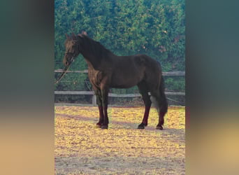 Fries paard Mix, Ruin, 4 Jaar, 165 cm, Zwart