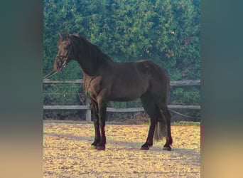 Fries paard Mix, Ruin, 4 Jaar, 165 cm, Zwart