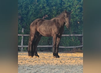 Fries paard Mix, Ruin, 4 Jaar, 165 cm, Zwart