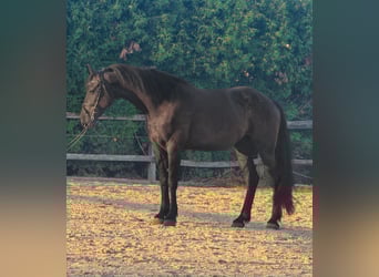 Fries paard Mix, Ruin, 4 Jaar, 165 cm, Zwart
