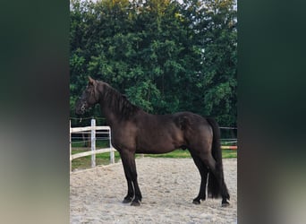 Fries paard Mix, Ruin, 4 Jaar, 165 cm, Zwart
