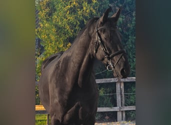 Fries paard Mix, Ruin, 4 Jaar, 165 cm, Zwart