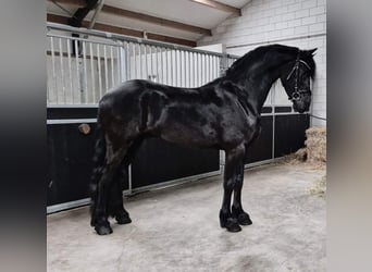 Fries paard, Ruin, 4 Jaar, 165 cm, Zwart