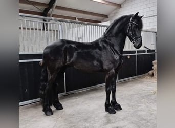 Fries paard, Ruin, 4 Jaar, 165 cm, Zwart