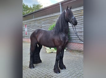 Fries paard, Ruin, 4 Jaar, 165 cm, Zwart