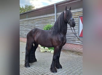 Fries paard, Ruin, 4 Jaar, 165 cm, Zwart