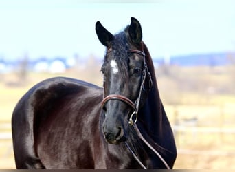 Fries paard Mix, Ruin, 4 Jaar, 165 cm, Zwart