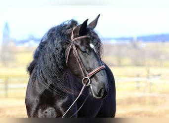 Fries paard Mix, Ruin, 4 Jaar, 165 cm, Zwart