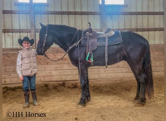 Fries paard, Ruin, 4 Jaar, 165 cm, Zwart