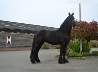 Fries paard, Ruin, 4 Jaar, 166 cm, Zwart