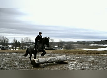 Fries paard, Ruin, 4 Jaar, 168 cm, Roan-Blue