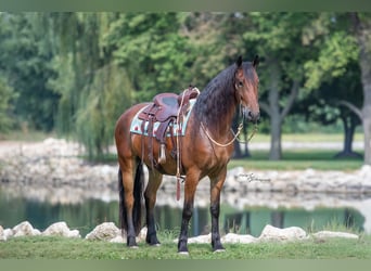 Fries paard, Ruin, 4 Jaar, 168 cm, Roodbruin