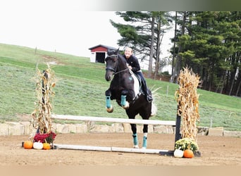 Fries paard Mix, Ruin, 4 Jaar, 168 cm, Tobiano-alle-kleuren