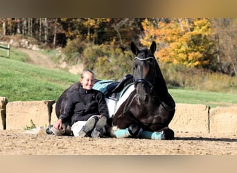 Fries paard Mix, Ruin, 4 Jaar, 168 cm, Tobiano-alle-kleuren