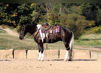 Fries paard Mix, Ruin, 4 Jaar, 168 cm, Tobiano-alle-kleuren