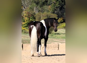 Fries paard Mix, Ruin, 4 Jaar, 168 cm, Tobiano-alle-kleuren