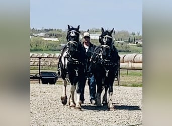 Fries paard, Ruin, 4 Jaar, 168 cm, Tobiano-alle-kleuren