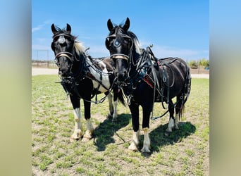 Fries paard, Ruin, 4 Jaar, 168 cm, Tobiano-alle-kleuren