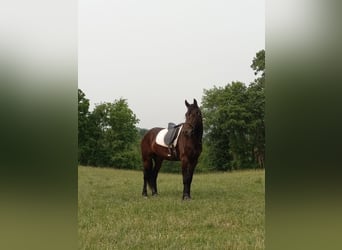 Fries paard, Ruin, 4 Jaar, 168 cm, Zwart