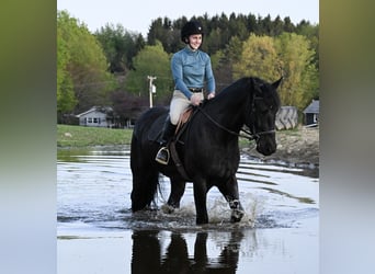 Fries paard, Ruin, 4 Jaar, 168 cm, Zwart