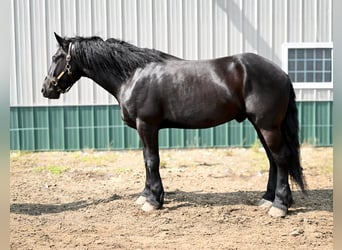 Fries paard, Ruin, 4 Jaar, 168 cm, Zwart