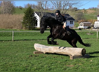 Fries paard, Ruin, 4 Jaar, 168 cm, Zwart