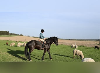 Fries paard, Ruin, 4 Jaar, 168 cm, Zwart