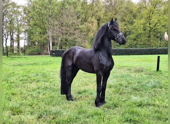 Fries paard, Ruin, 4 Jaar, 169 cm, Zwart