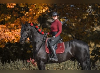 Fries paard, Ruin, 4 Jaar, 170 cm, Zwart