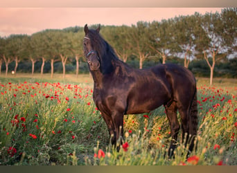 Fries paard, Ruin, 4 Jaar, 171 cm, Zwart