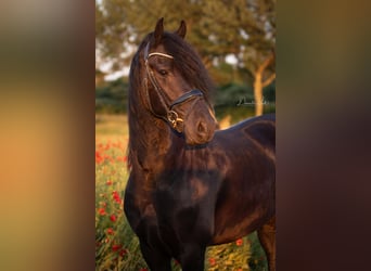 Fries paard, Ruin, 4 Jaar, 171 cm, Zwart