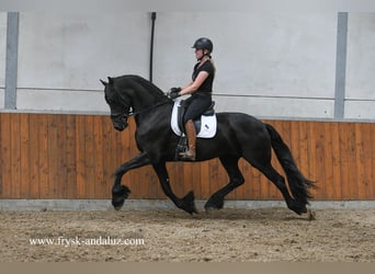 Fries paard, Ruin, 4 Jaar, 171 cm, Zwart