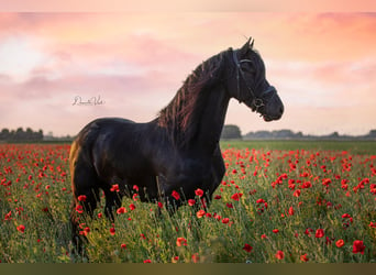 Fries paard, Ruin, 4 Jaar, 171 cm, Zwart