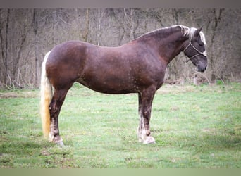 Fries paard, Ruin, 4 Jaar, 173 cm, Appelschimmel