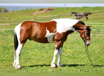 Fries paard, Ruin, 4 Jaar, Gevlekt-paard