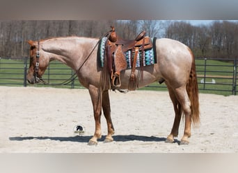 Fries paard Mix, Ruin, 4 Jaar, Roan-Red