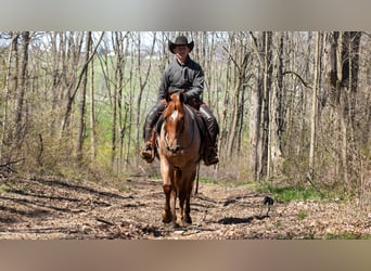 Fries paard Mix, Ruin, 4 Jaar, Roan-Red