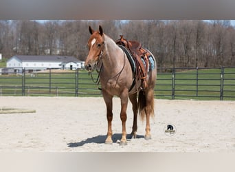 Fries paard Mix, Ruin, 4 Jaar, Roan-Red