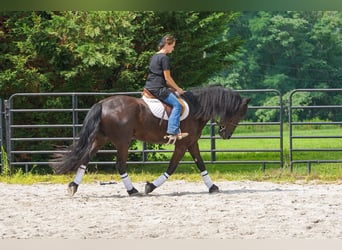 Fries paard, Ruin, 4 Jaar, Zwart