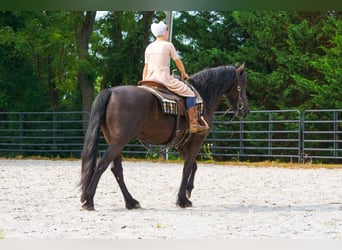 Fries paard, Ruin, 4 Jaar, Zwart