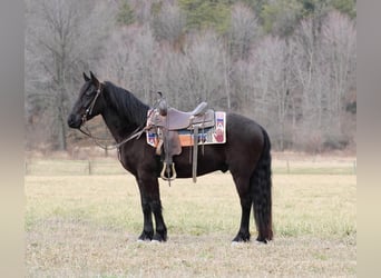 Fries paard Mix, Ruin, 4 Jaar, Zwart