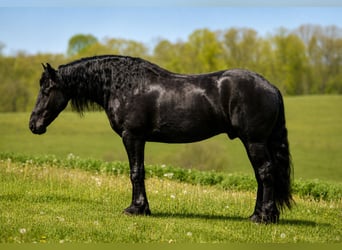 Fries paard Mix, Ruin, 4 Jaar, Zwart