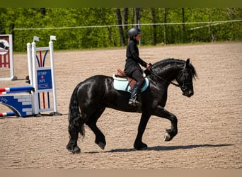 Fries paard Mix, Ruin, 4 Jaar, Zwart