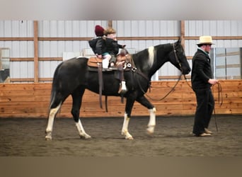 Fries paard Mix, Ruin, 4 Jaar, Zwart