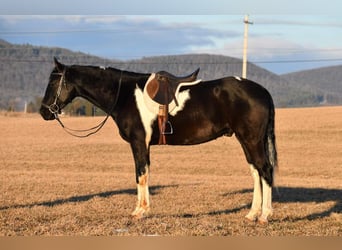Fries paard Mix, Ruin, 4 Jaar, Zwart