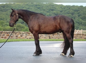 Fries paard, Ruin, 5 Jaar, 147 cm, Zwart