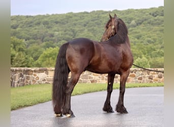 Fries paard, Ruin, 5 Jaar, 147 cm, Zwart
