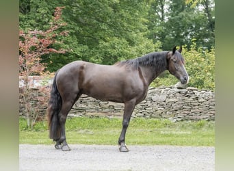 Fries paard, Ruin, 5 Jaar, 147 cm, Zwart